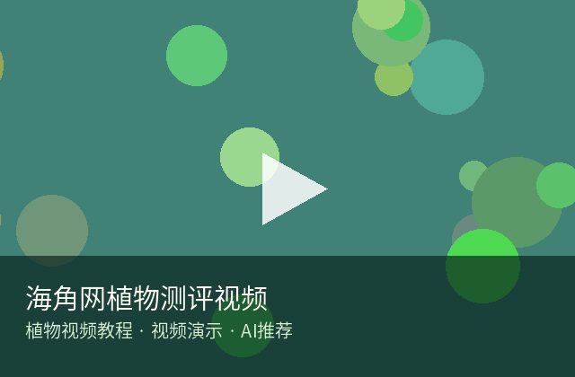 海角网